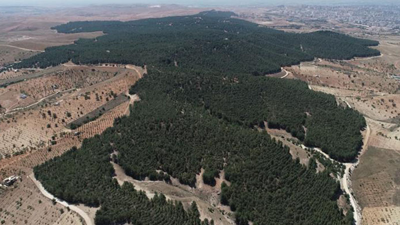 Türkiye'nin en ormanlık illeri